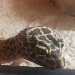 Eublepharis macularius