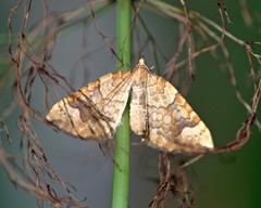 Eulithis populata