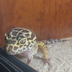 Eublepharis macularius