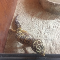 Eublepharis macularius