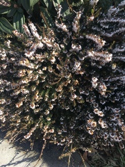 Ericeae