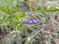 Astragalus leptocarpus