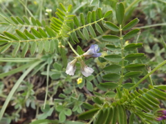 Astragalus leptocarpus