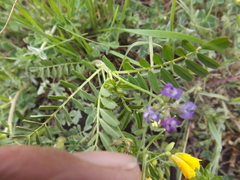 Astragalus leptocarpus