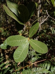 Quercus elliptica