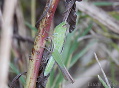 Staurorhectus longicornis