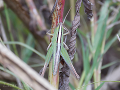 Staurorhectus longicornis
