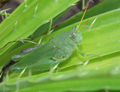 Atrachelacris