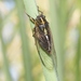 Variable Cicada - Photo (c) James Bailey, some rights reserved (CC BY-NC), uploaded by James Bailey
