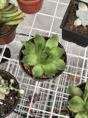 Haworthia