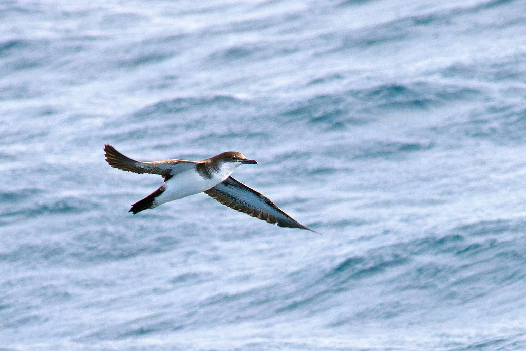 Tropical Shearwater (Puffinus bailloni) photo