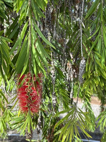 iNaturalist observation photo of weeping bottlebrush