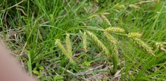 Carex cherokeensis