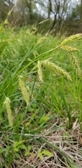 Carex cherokeensis