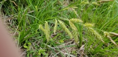 Carex cherokeensis