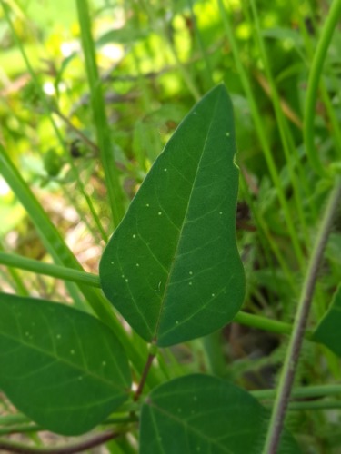Macroptilium lathyroides