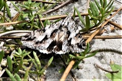 Melipotis jucunda
