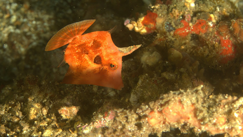 Blackstriped filefish (Paramonacanthus pusillus) — Monacanthidae