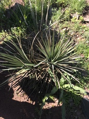 Hesperoyucca