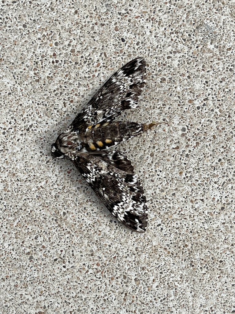 Rustic Sphinx from S Phoenix Pl W, Tulsa, OK, US on October 14, 2023 at ...