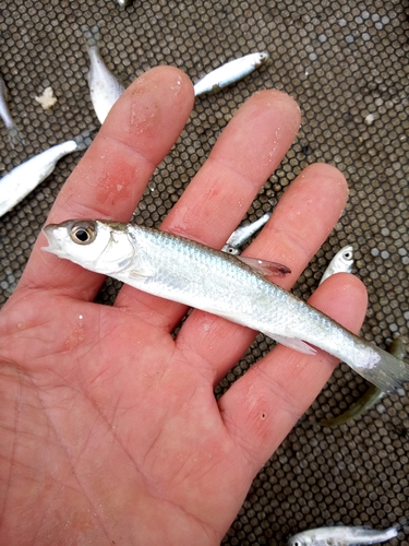 Danilevskii's dace (Leuciscus danilewskii) — Cyprinidae — 2