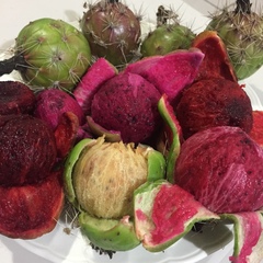 Stenocereus montanus