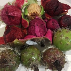 Stenocereus montanus