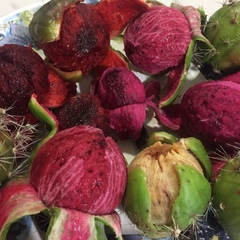 Stenocereus montanus