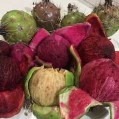 Stenocereus montanus