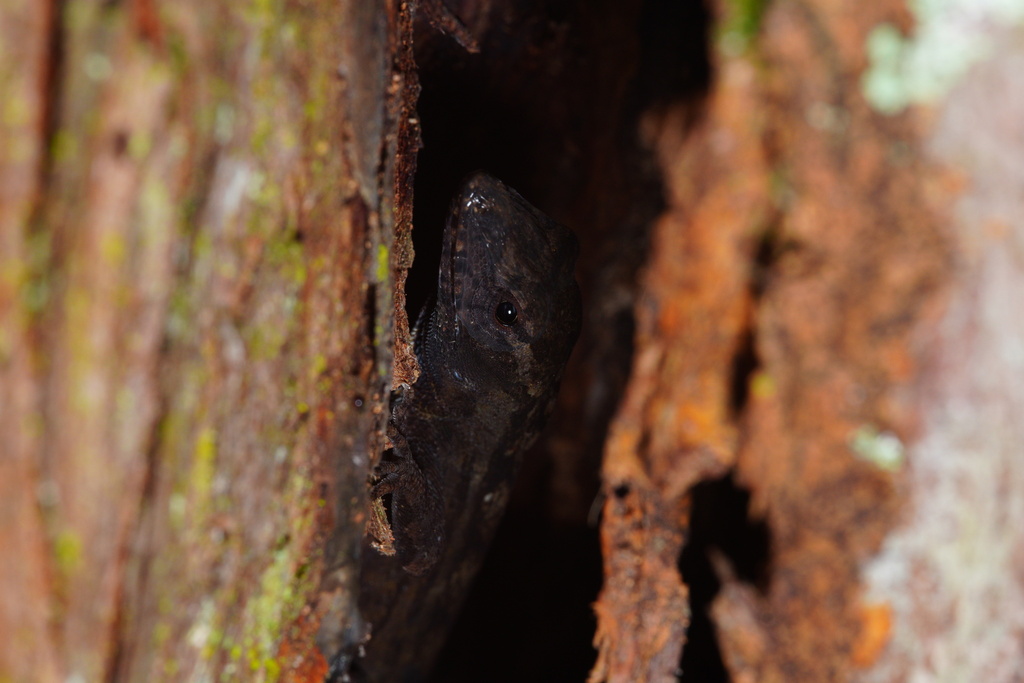 Brown Anole from Suburban Heights, Gainesville, FL, USA on October 14