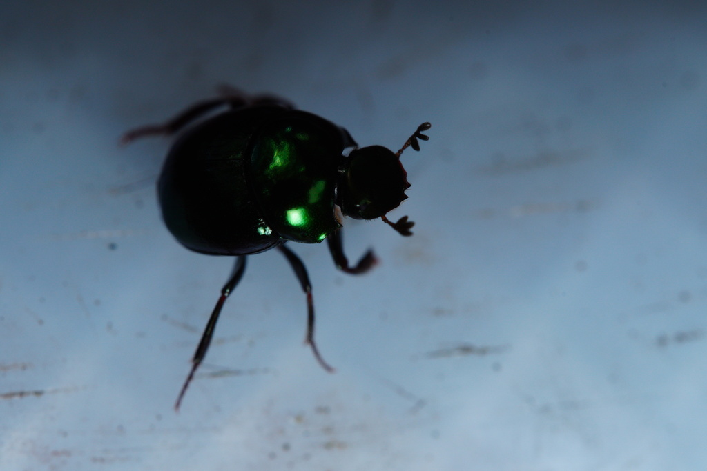 Canthon viridis from Suburban Heights, Gainesville, FL, USA on October