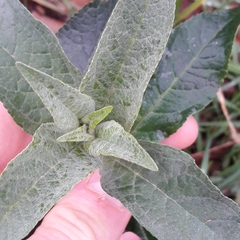Buddleja davidii