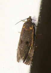 Cryptaspasma bipenicilla