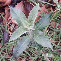 Buddleja davidii