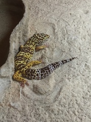 Eublepharis macularius