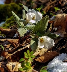 Trillium nivale