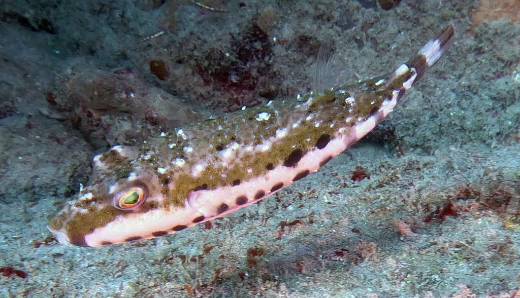 Bandtail Puffer from Palm Beach County, FL, USA on October 11, 2023 at ...