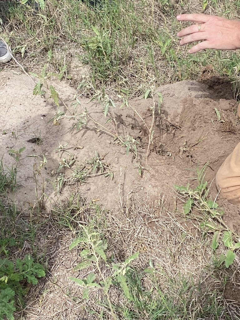 Texas Pocket Gopher from Raymondville, TX, US on October 14, 2023 at 11