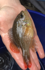 Lepomis punctatus