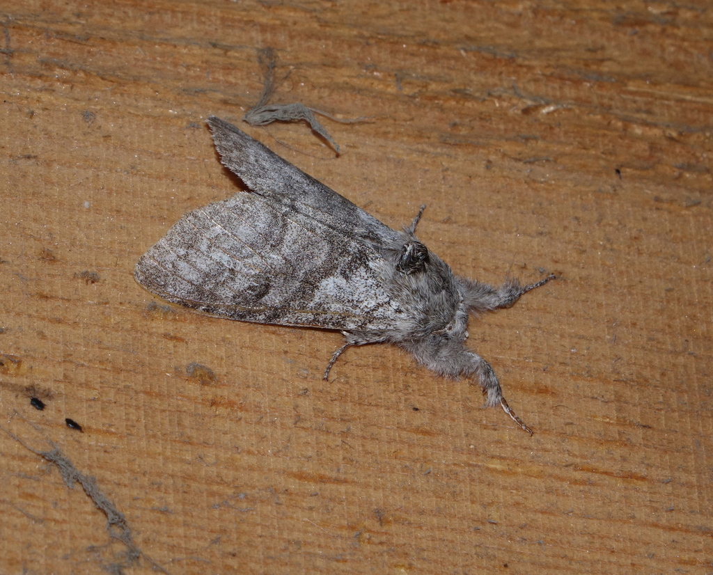 Pale Tussock Moth from Russia, Republic of Dagestan, Magaramkent ...