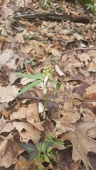 Cardamine concatenata