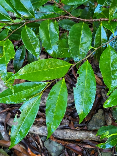 Drypetes alba