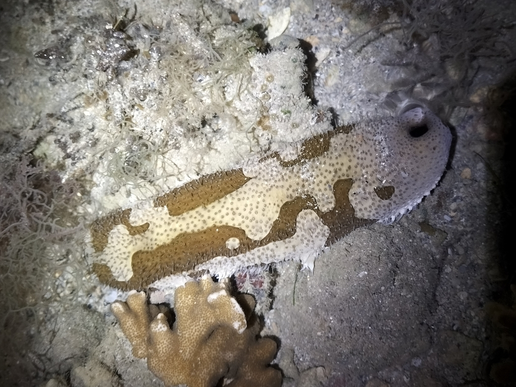 Brown Sandfish
