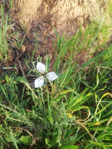 Image of Moraea tricuspidata by (c) Tyla Meyer, some rights reserved (CC BY)