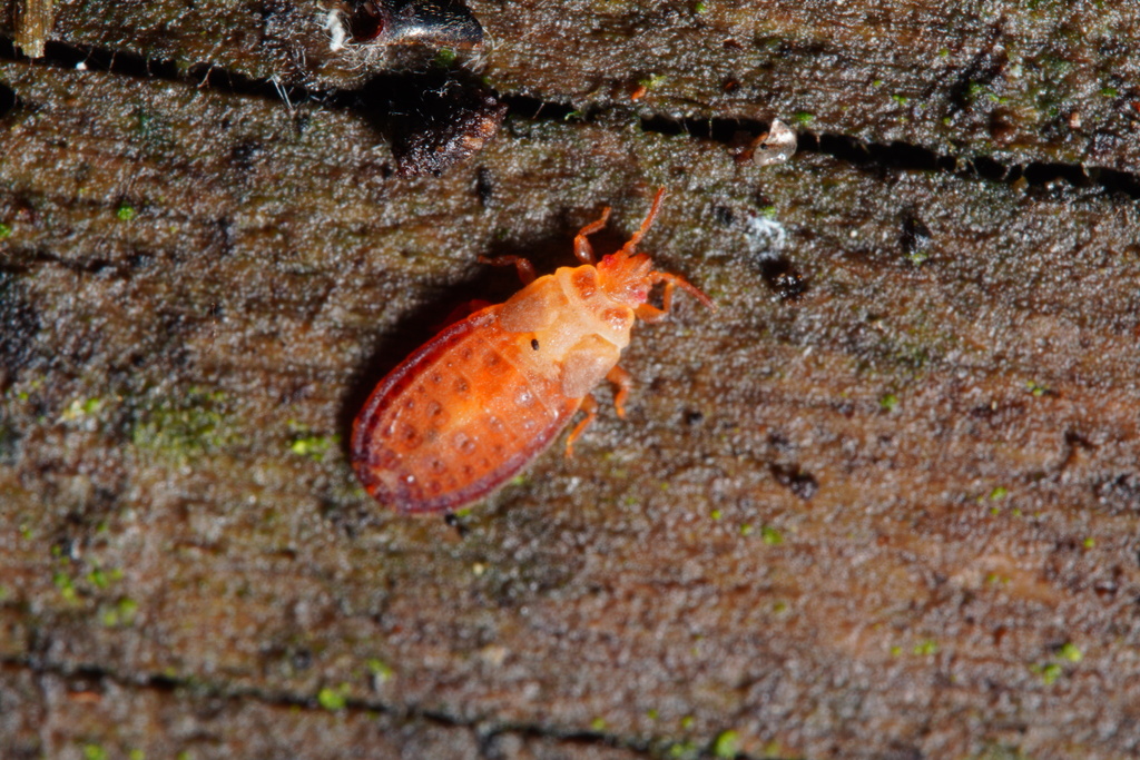 Neuroctenus from Suburban Heights, Gainesville, FL, USA on October 14