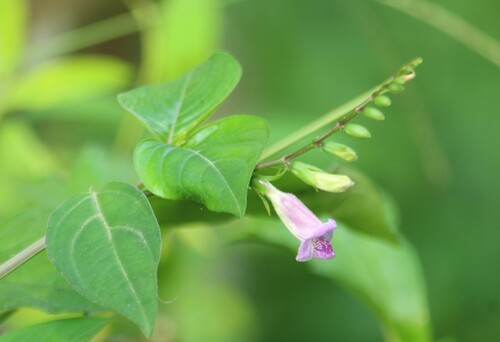 Image of Asystasia dalzelliana by no rights reserved