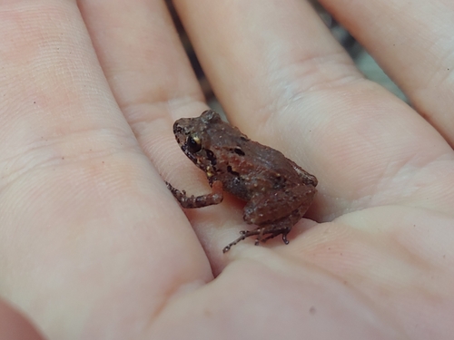 Wrinkled Coqui, Eleutherodactylus wightmanae