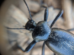 Coelocnemis dilaticollis
