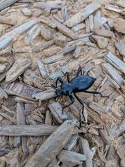 Coelocnemis dilaticollis