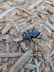 Coelocnemis dilaticollis